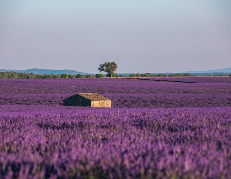 vacances-provence-valensole-verdon-gite-charme-roseraie-valensoleille-Copyright-The-Explorers-1024x683